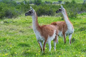 Llama: Two guanacos (Lama guanicoe), Patagonia National