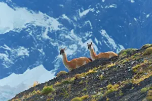 Llamas: Guanacos (Lama guanicoe) on a ridge, Torres del
