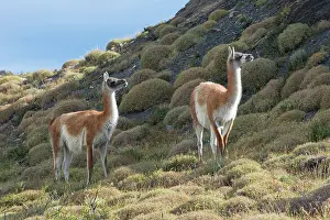 Llamas: Guanacos (Lama guanicoe), Torres del Paine National