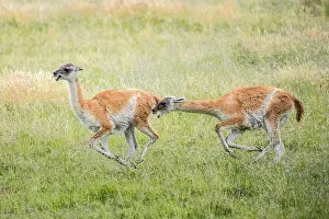 Magallanes: Guanacos (Llama guanicoe), two animals hunting each