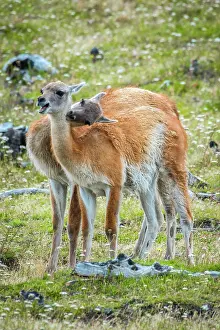 Llama: Guanacos (Llama guanicoe), two animals in playful