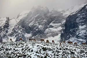 Llama: Guanacos (Llama guanicoe), herd grazing on a snow-covered