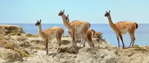 Guanicoe: Guanacos (Llama guanicoe), Monte Leon National Park