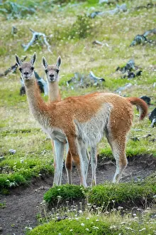 Magallanes: Guanacos (Llama guanicoe), Torres del Paine National