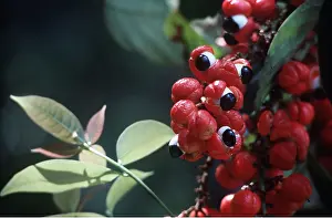 Guarana: GUARANA FRUIT