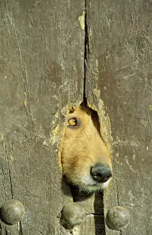 Alpujarras: Guard dog - Spain - A hole in a wooden door of