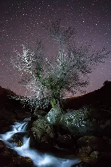 Fraxinus: The guardian