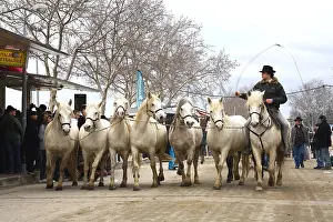 Tamed: Guardian leader of Camargue horses before a show France