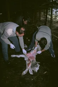 Controls: Guards inspecting a dead calf to confirm the cause of death