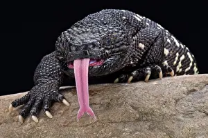 Guatemala: Guatemalan beaded lizard (Heloderma charlesbogerti)