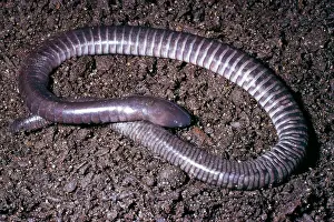 Guatemalan: Guatemalan Caecilian