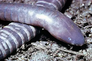 Guatemalan: Guatemalan CAECILIAN (Amphibia)