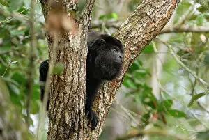 Guatemalan: Guatemalan Howler Monkey