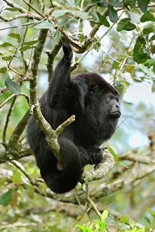 Guatemalan: Guatemalan Howler Monkey