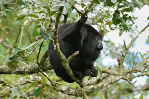 Guatemalan: Guatemalan Howler Monkey