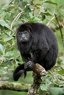 Guatemalan: Guatemalan Howler Monkey