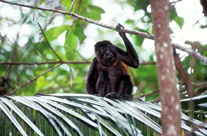 Guatemala: Guatemalan Howler Monkey