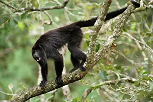 Guatemalan: Guatemalan Howler Monkey, calling