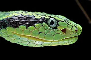 Guatemala: Guatemalan palm viper (Bothriechis aurifer) Guatemala