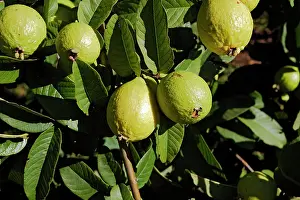 Zamiba: Guava - fruit