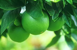 Guava: Guava