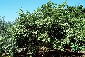 Guava: GUAVA Tree