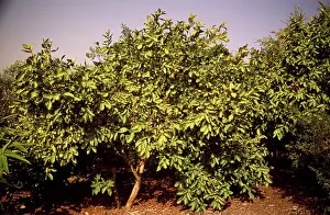 Guava: Guava Tree