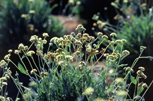 Evergreens: Guayule plants