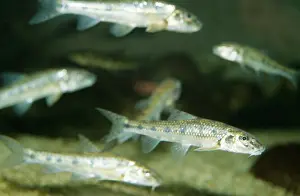 Gudgeon: Gudgeon