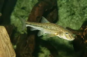 Gudgeon: Gudgeon