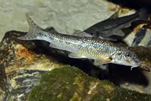 Gudgeon: Gudgeon