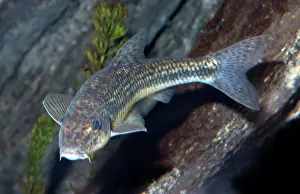 Gudgeon: Gudgeon - freshwater fish