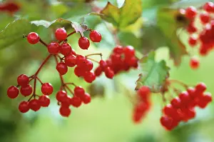 Viburnum: Guelder Rose