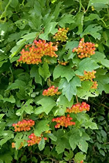 Viburnum: Guelder Rose