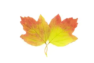 Combined: Guelder rose