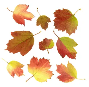 Viburnum: Guelder rose
