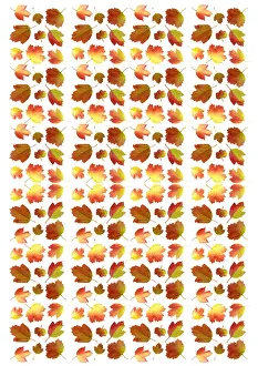 Viburnum: Guelder rose