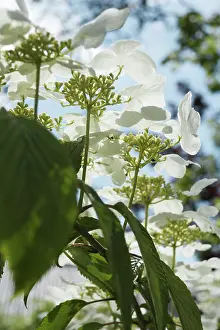 Turned: Guelder Rose
