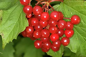Viburnum: Guelder Rose