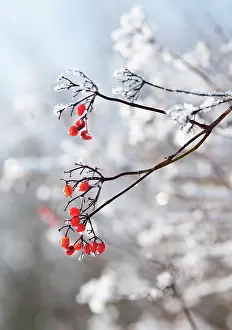 Persistence: Guelder Rose