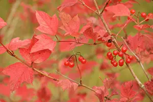 Viburnum: Guelder rose in autumn, with berries