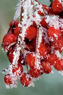 Viburnum: Guelder rose - close-up of frozen berries