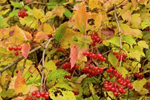 Viburnum: Guelder Rose in fruit