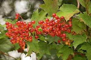 Viburnum: Guelder rose, in fruit