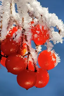 Viburnum: Guelder rose / Water Elder / Cramp Bark / Snowball