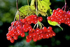Viburnum: Guelder rose / Water Elder / Cramp Bark / Snowball