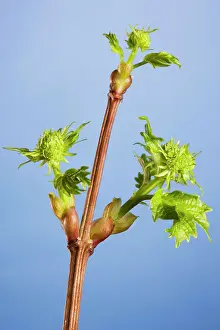 Viburnum: Guelder Rose / Water Elder / Cramp Bark / Snowbell