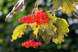Viburnum: Guelder Rose / Water Elder / Cramp Bark / Snowbell Tree