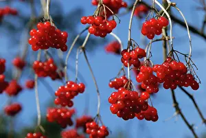 Viburnum: Guelder Rose Water Elder European Cranberrybush Cramp Bark