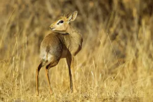 Madoqua: Guenther's dikdik